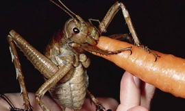 Côn trùng nặng nhất thế giới