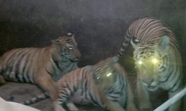 Sửng sốt nuôi nhốt hổ như nuôi lợn