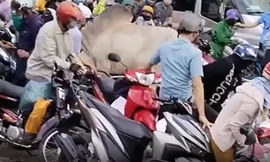 Bò 'điên' húc hàng loạt xe máy trên đường