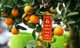 Bật mí cách chăm sóc quất sau Tết cho quả đẹp năm sau