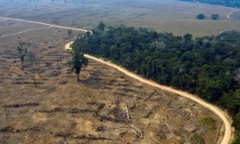 Quốc gia nào đứng đầu thế giới về nạn phá rừng?