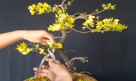 Bí quyết chăm sóc mai vàng chuẩn chuyên gia để sang năm hoa lại nở đẹp