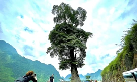 Cây nghiến cô đơn lừng lững giữa đất trời Hà Giang.