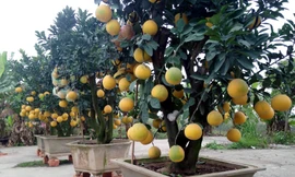 Chăm sóc bưởi cảnh sau tết thế nào để năm sau quả sai trĩu trịt