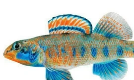 Loài cá nước ngọt mang họ của Tổng thống Obama