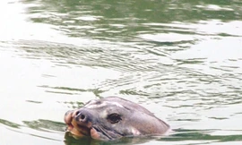 “Hãy để Hồ Gươm là nơi lưu trú cuối cùng cho cụ rùa”, Tim McCormack