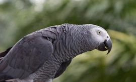 Choáng khi nghe bầy vẹt dạy nhau chửi thề, chửi du khách