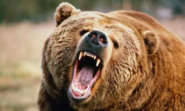 Nghệ sĩ huấn luyện thú bị gấu dữ giết chết vì lí do khó hiểu