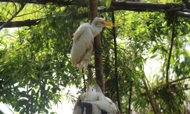 Truy quét, tháo dỡ 'thiên la địa võng' tận diệt chim trời