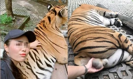 Cô gái bị chỉ trích dữ dội vì cầm 'của quý' của hổ để chụp ảnh sống ảo