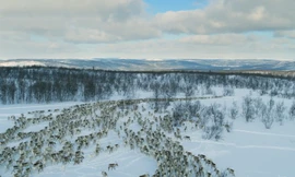 Cảnh di cư ngoạn mục của hàng ngàn con tuần lộc ở xứ sở mùa đông thần tiên