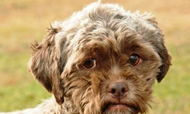 Chó có khuôn mặt giống người