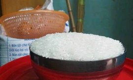 Gạo nghi giả xuất hiện ở Hà Nội