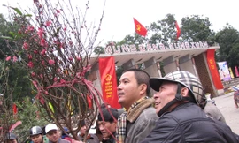 Quất 'khóc', đào 'cười' chiều cuối năm