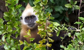 Ngắm đàn Voọc hiếm gặp trên quần đảo Cát Bà