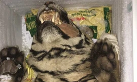 Mua 2 cá thể hổ gần 1 tỷ đồng về nấu cao