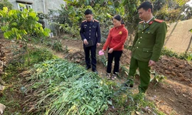 Thu giữ 143kg cây cần sa trong vườn rau nhà dân ở Hải Phòng