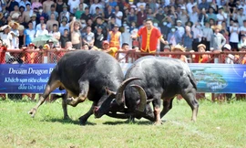 Trâu nặng 1,3 tấn vô địch Lễ hội chọi trâu Đồ Sơn