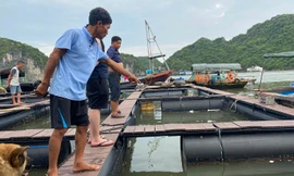 Hải Phòng: Lồng bè nuôi cá vừa đóng mới đã hỏng