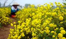 Bội thu khi dân bỏ cúc thường, trồng hoa cúc chi làm trà