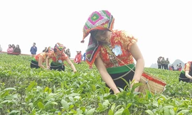 Tưng bừng Hội thi hái chè trên cao nguyên Mộc Châu