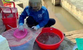 Nông dân Hải Phòng bội thu 'lộc trời', kiếm tiền triệu mỗi ngày