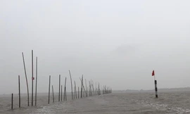 Một bãi nuôi ngao ở Hải Phòng. Ảnh tư liệu