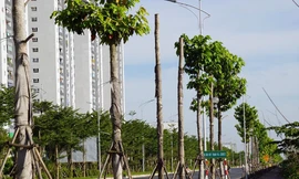 Hàng loạt cây xanh chết khô trên đường 'nghìn tỷ' ở Hà Nội