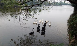 Ngày 5/2, Công ty TNHH một thành viên Thoát nước Hà Nội đã thả thí điểm 6 cặp thiên nga đen và trắng xuống hồ Hoàn Kiếm