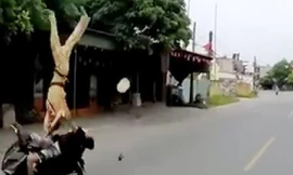 CSGT Hải Phòng bị hất tung khi dừng xe vi phạm.