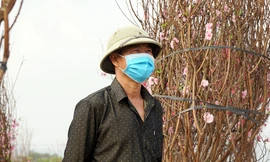 Người dân Chí Linh trước nguy cơ mất trắng vụ đào Tết vì COVID-19