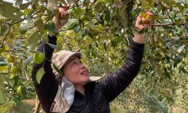 Người dân Đồ Sơn 'trúng đậm' đặc sản táo muối dịp Tết