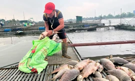 Nông dân Hải Dương vớt cá chết hàng loạt. Ảnh: Thành Đạt