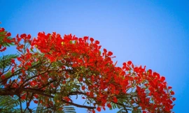 Hải Phòng dự kiến tổ chức lễ hội Hoa phương đỏ 2021 vào đầu tháng 5.