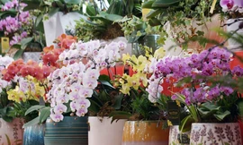 Còn 3 tuần nữa tới Tết Nguyên đán Canh Tý 2020, không chỉ tại các chợ hoa nổi tiếng như Quảng Bá (Tây Hồ), Vạn Phúc (Hà Đông), Hoàng Hoa Thám (Ba Đình) mà nhiều tuyến phố tại Hà Nội ngập tràn sắc hoa đào, lan... chơi Tết.