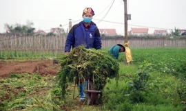 Gỡ lệnh phong tỏa, nông dân ở Hải Dương nườm nượp ra vườn nhổ bỏ nông sản 