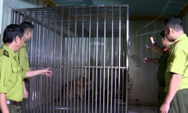 Khởi tố đối tượng nuôi nhốt 2 cá thể hổ ngoài đầm cá ở Hải Dương
