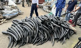 Hải Phòng thu giữ gần 1,6 tấn ngà voi nhập lậu