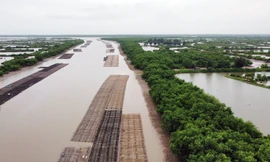 Toàn cảnh Khu bảo tồn thiên nhiên đất ngập nước Tiền Hải