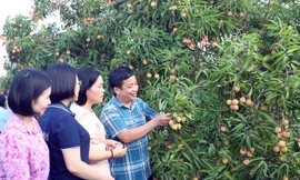 Thương lái Trung Quốc rục rịch thu mua vải Thanh Hà 