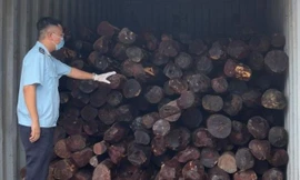 Lô gỗ giáng hương giấu trong thùng container nhập về cảng Đình Vũ. Anhr: HQO