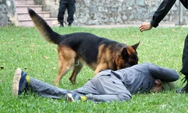 Tận thấy cảnh khuyển phát hiện ma túy, cỏ Mỹ và truy bắt tội phạm