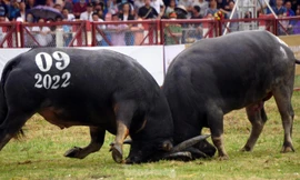 Trâu nặng 1,3 tấn tham gia Lễ hội chọi trâu Đồ Sơn 2023 