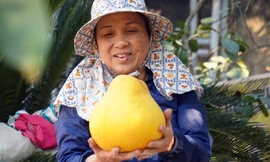 Bưởi 'khổng lồ' ở Hải Phòng cháy hàng ngày cận Tết