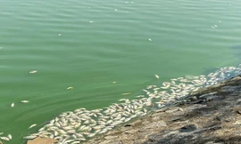 Cá chết trắng hồ điều hoà lớn nhất ở trung tâm TP Hải Phòng