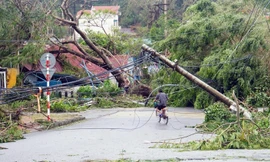 Người dân Đồ Sơn tất bật dọn dẹp nhà cửa sau bão số 3
