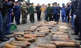 Phát hiện container ngà voi nhập lậu từ châu Phi