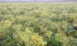 Xót xa cảnh súp lơ ở Hải Dương nở hoa vàng cả cánh đồng