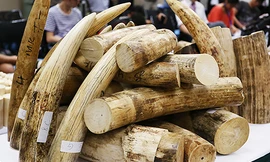 Hà Nội: Phát hiện 200kg ngà voi không nguồn gốc