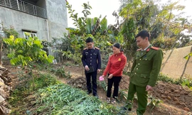 Phát hiện vườn cần sa trong đầm nuôi tôm ở Hải Phòng 